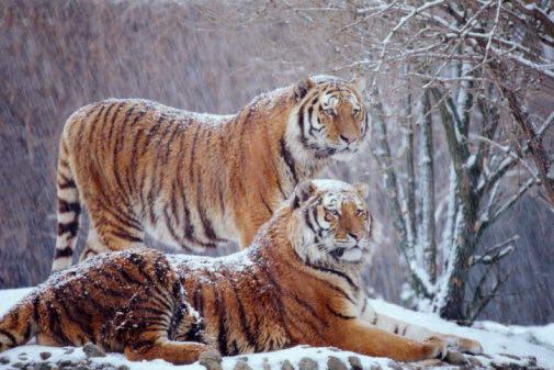 амурский тигр, россия, китай