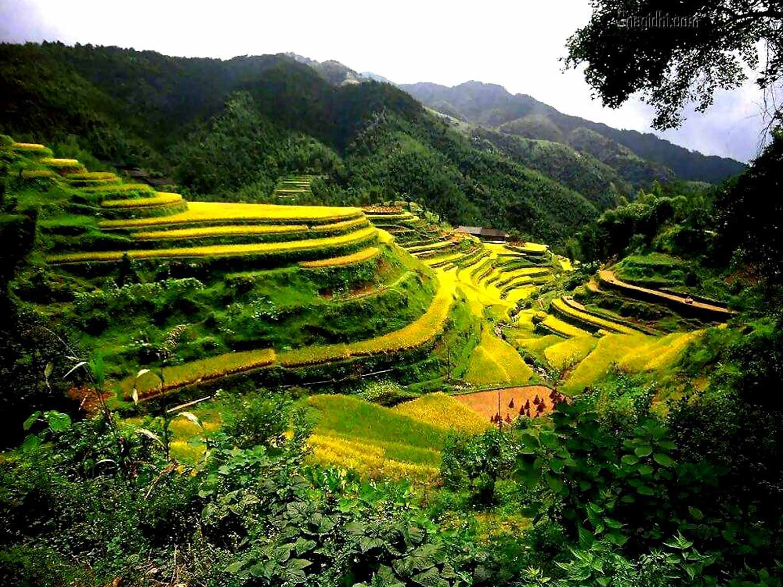 Какой климат в древнем китае 5 класс. Юньнань чайные плантации. Филиппины рисовые плантации. Рисовые террасы Банауэ. Чайные плантации в Китае.
