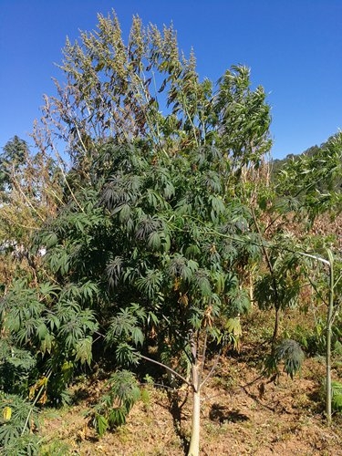 Деревья конопли фото флеш марихуана