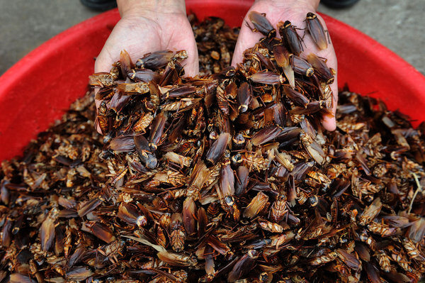 cockroaches in china, американские тараканы, тараканьи фермы в китае